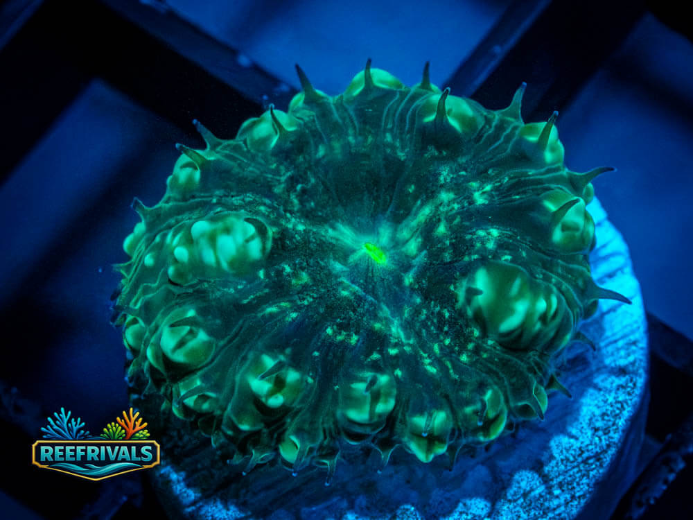 RVL Green Lantern Blasto coral image from ReefRivals, listed as Blastomussa merletti and LPS Fleshy