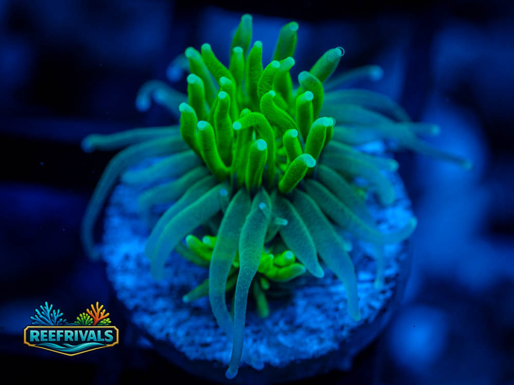 RVL Limelight Galaxea WYSIWYG coral image | ReefRivals RVL Limelight Galaxea coral image from ReefRivals, listed as Galaxea fascicularis and LPS Fleshy