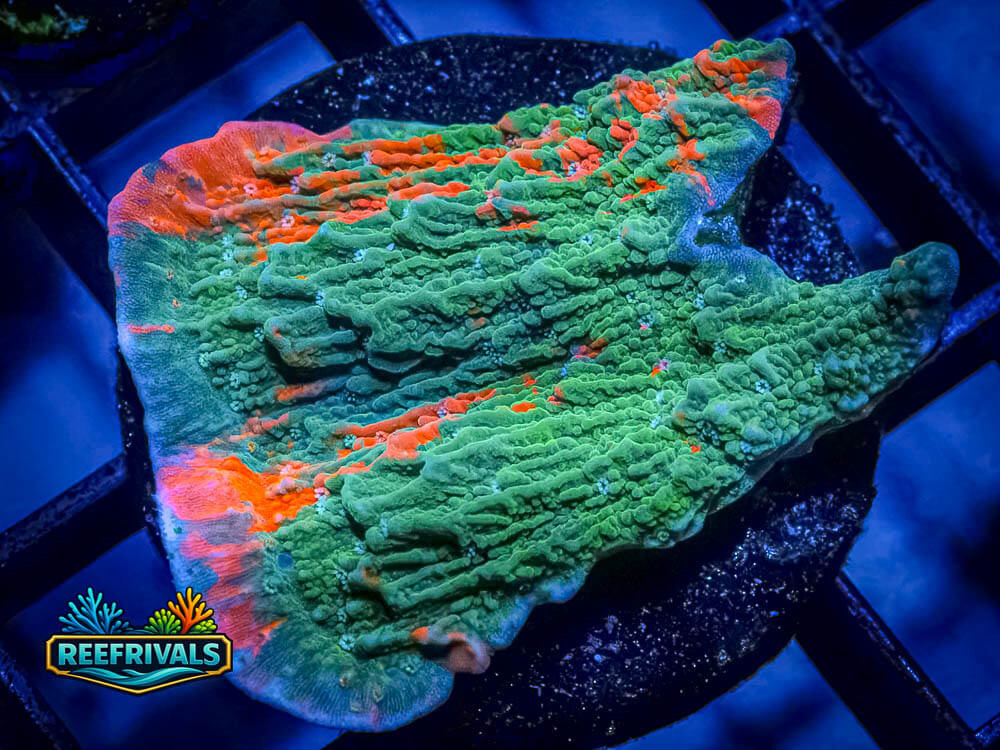RVL Magic Carpet Monti WYSIWYG coral image | ReefRivals RVL Magic Carpet Monti coral image from ReefRivals, listed as Montipora capricornis and Montis