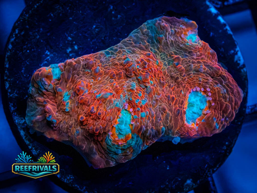 RVL Scorched Earth WYSIWYG coral image | ReefRivals RVL Scorched Earth coral image from ReefRivals, listed as Acan Enchinata and LPS Fleshy