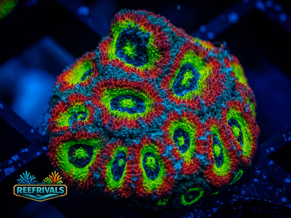 ECC Holy Grail Micromussa WYSIWYG coral image | ReefRivals ECC Holy Grail Micromussa coral image from ReefRivals, listed as Micromussa lordhowensis and Acans