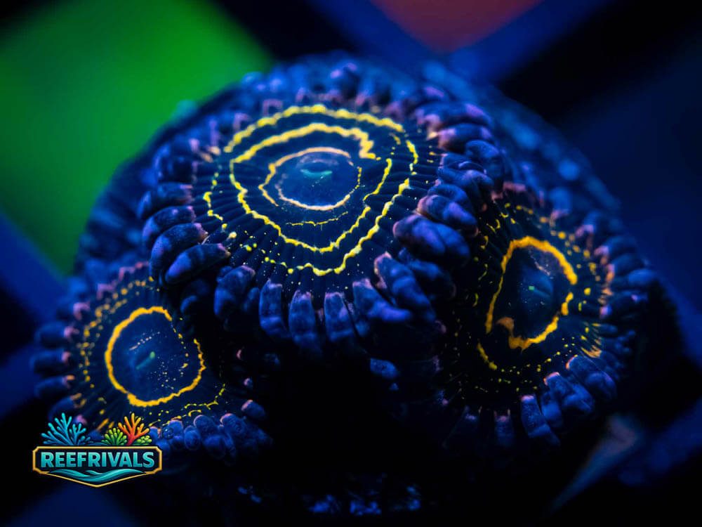 OG Stratosphere Zoa WYSIWYG coral image | ReefRivals OG Stratosphere Zoa coral image from ReefRivals, listed as Zoanthus sp. and Zoas