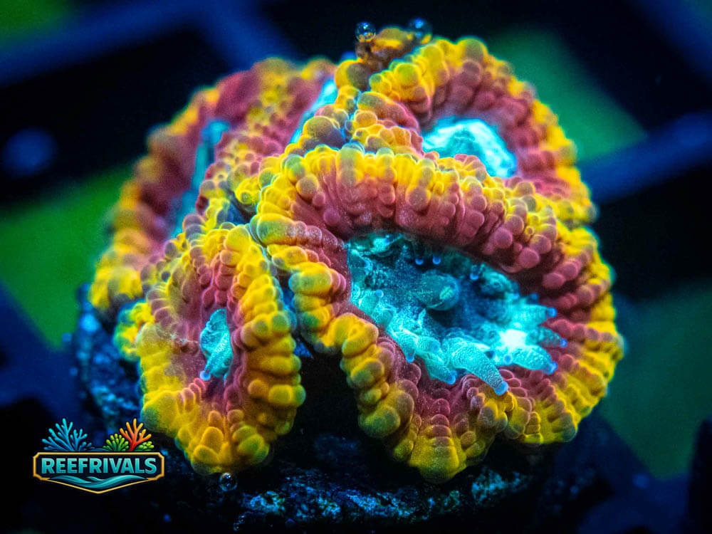 TSA Ultron Favia WYSIWYG coral image | ReefRivals TSA Ultron Favia coral image from ReefRivals, listed as Favia sp. and Favias
