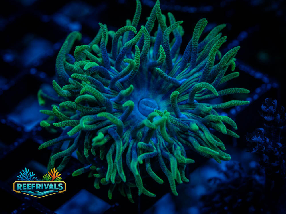 TSA BooBerry Duncan coral image from ReefRivals, listed as Duncanopsammia axifuga and LPS Fleshy