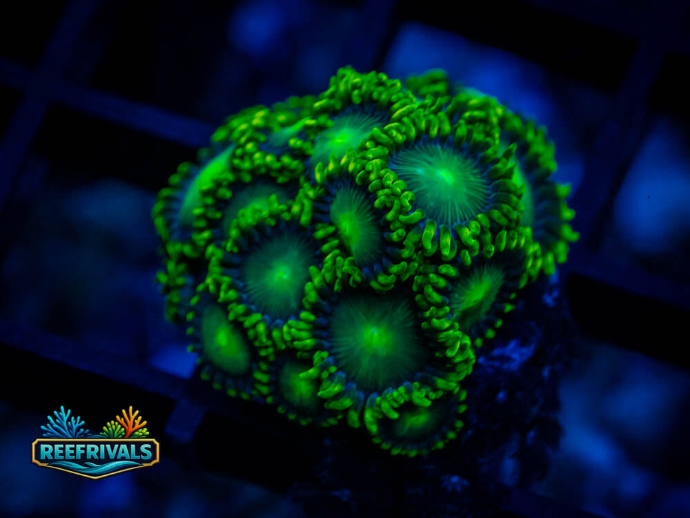 Radioactive Dragon Eye coral image from ReefRivals, listed as Zoanthus sp. and Zoas