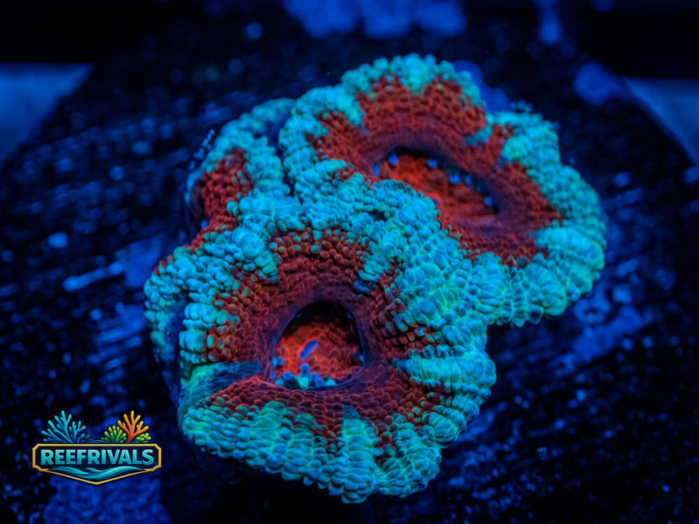 RVL Red Wedding Acan WYSIWYG coral image | ReefRivals RVL Red Wedding Acan coral image from ReefRivals, listed as Acanthastrea lordhowensis and Acans