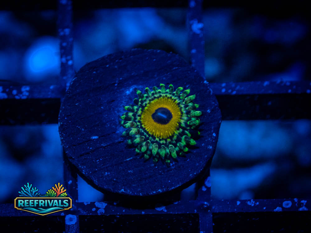 Godbeast Zoa WYSIWYG coral image | ReefRivals Godbeast Zoa coral image from ReefRivals, listed as Zoanthus sp. and Zoas