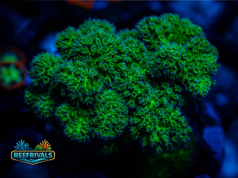 RVL Atomic Broccoli coral image from ReefRivals, listed as Hydnophora rigida and LPS Branching