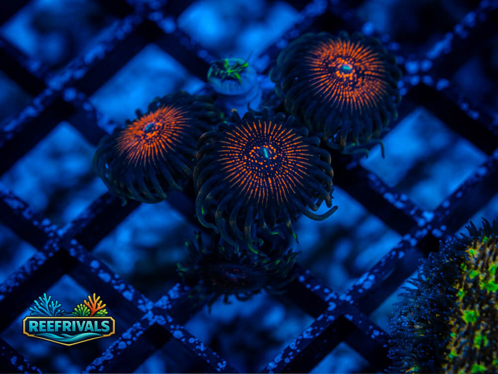 Nightcrawlers Zoa WYSIWYG coral image | ReefRivals Nightcrawlers Zoa coral image from ReefRivals, listed as Palythoa sp. and Zoas