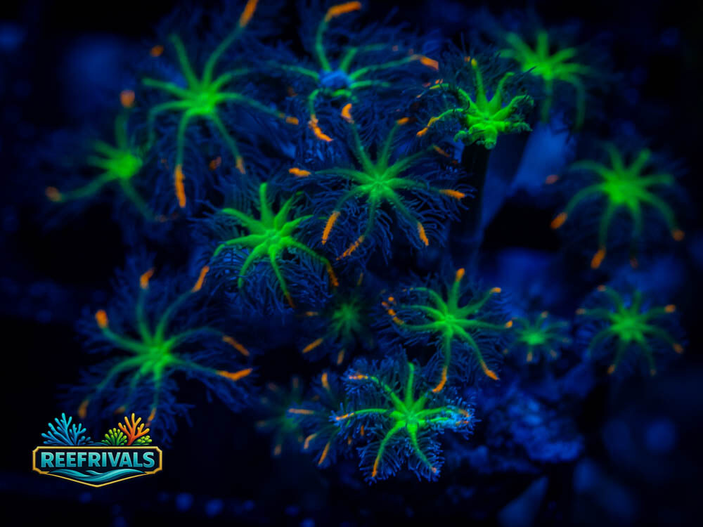 WWC Fireworks Clove coral image from ReefRivals, listed as Clavularia sp. and Soft Coral