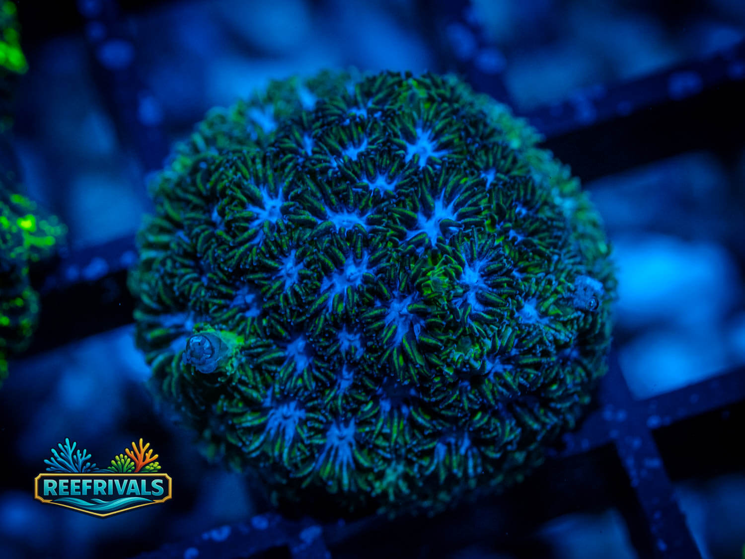 RVL Blue Agave coral image from ReefRivals, listed as Leptastrea sp. and Encrusting