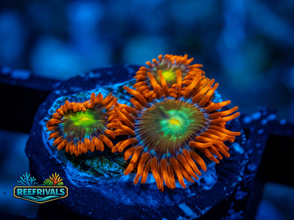 TSA Solar Fusion Zoa WYSIWYG coral image | ReefRivals TSA Solar Fusion Zoa coral image from ReefRivals, listed as Zoanthus sp. and Zoas