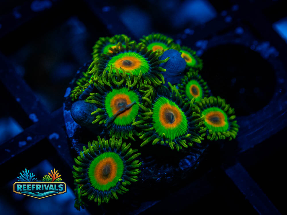 Rasta Zoa WYSIWYG coral image | ReefRivals Rasta Zoa coral image from ReefRivals, listed as Zoanthus sp. and Zoas