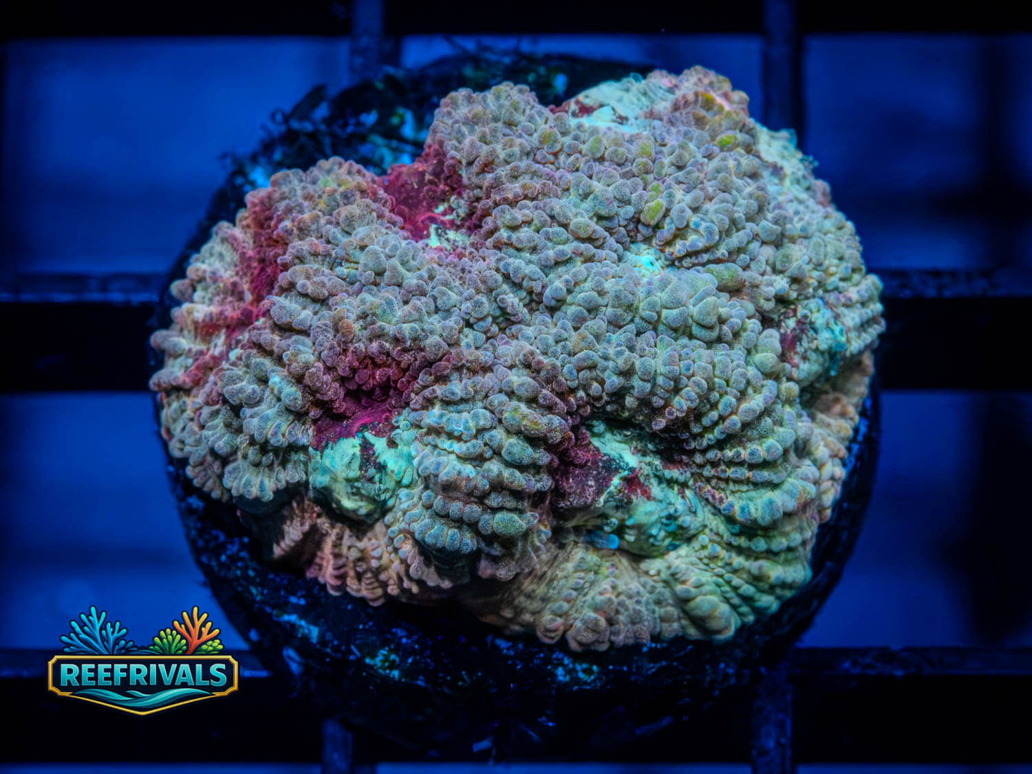TSA Strawberry Mint Favia WYSIWYG coral image | ReefRivals TSA Strawberry Mint Favia coral image from ReefRivals, listed as Favia sp. and Favias