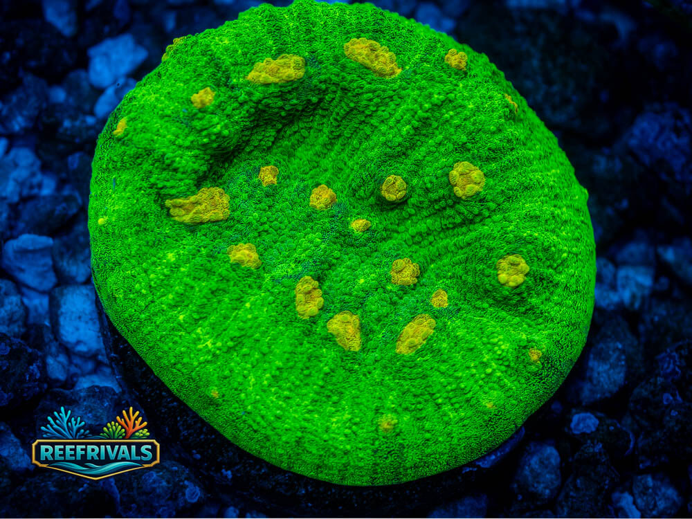WWC Space Invader Chalice coral image from ReefRivals, listed as Mycedium sp. and Chalices