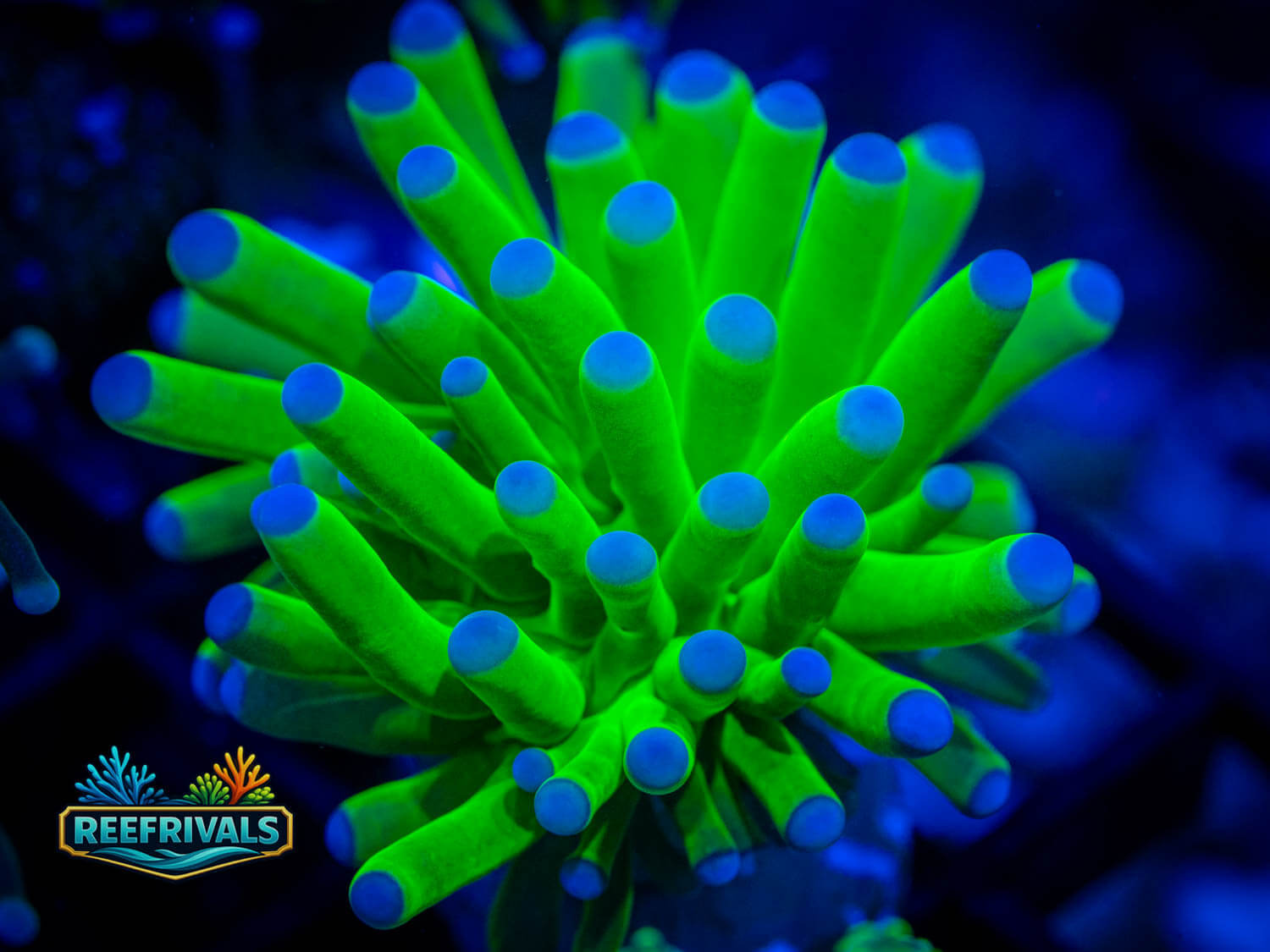 RVL Blue Tip Banana Torch WYSIWYG coral image | ReefRivals RVL Blue Tip Banana Torch coral image from ReefRivals, listed as Euphyllia glabrescens and Torches
