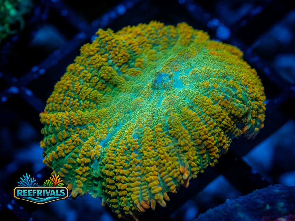 Tequila Sunrise WYSIWYG coral image | ReefRivals Tequila Sunrise coral image from ReefRivals, listed as Discosoma sp. and Mushrooms
