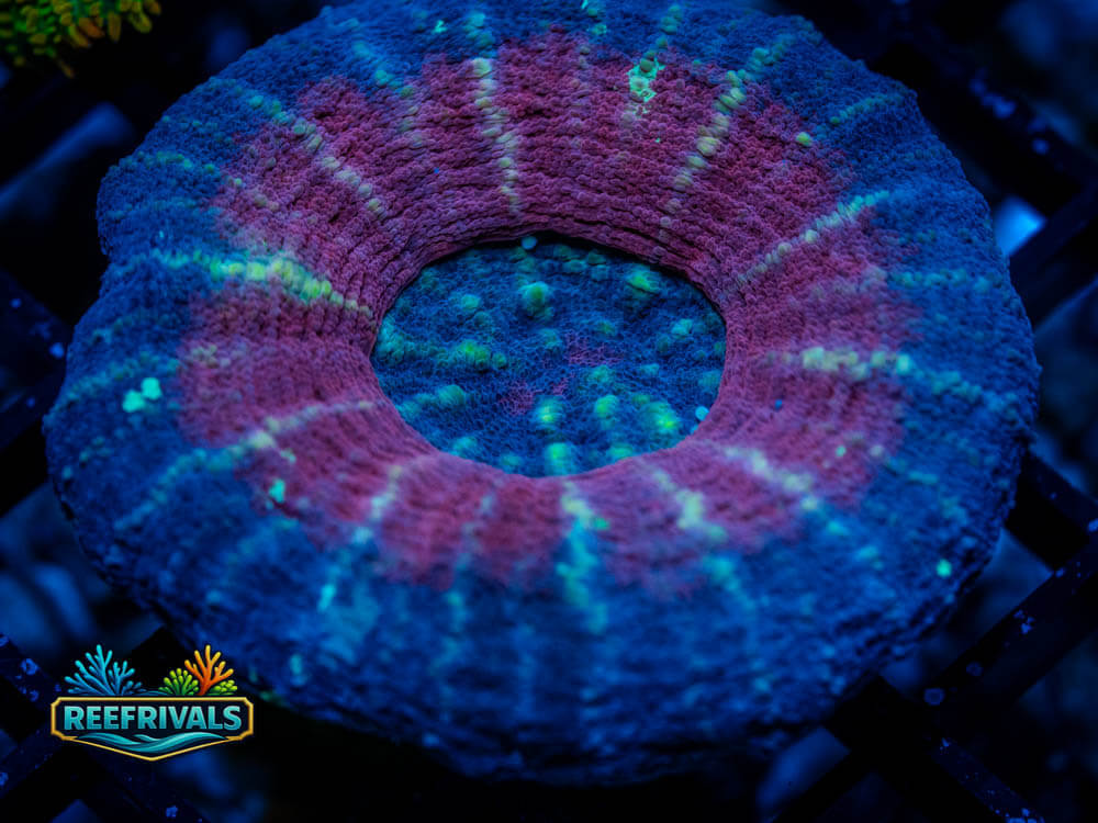 Pink and Teal Scoly coral image from ReefRivals, listed as Scolymia sp. and LPS Fleshy