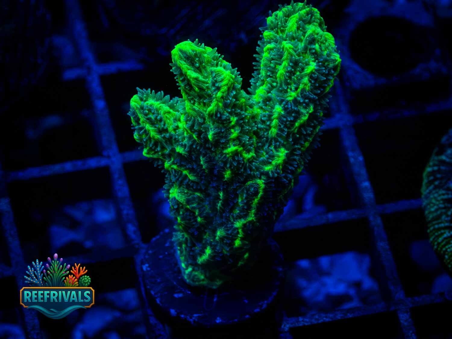 WWC Glowstick Hydnophora coral image from ReefRivals, listed as Hydnophora sp. and SPS Branching