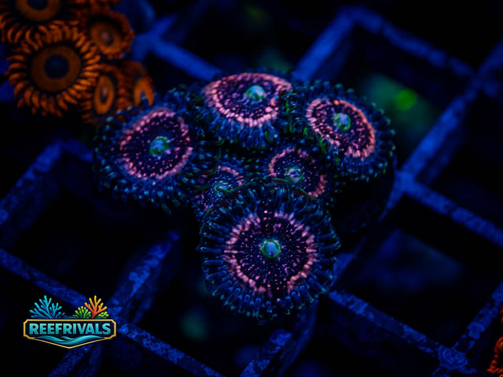 JF Pink Zipper Zoa WYSIWYG coral image | ReefRivals JF Pink Zipper Zoa coral image from ReefRivals, listed as Zoanthus sp. and Zoas