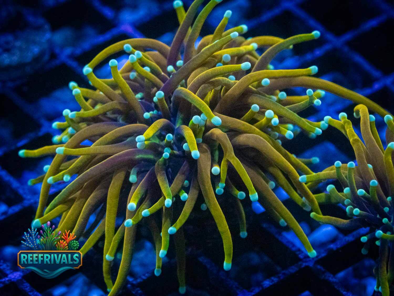 ECC Golden Dragon Torch WYSIWYG coral image | ReefRivals ECC Golden Dragon Torch coral image from ReefRivals, listed as Euphyllia glabrescens and Torches