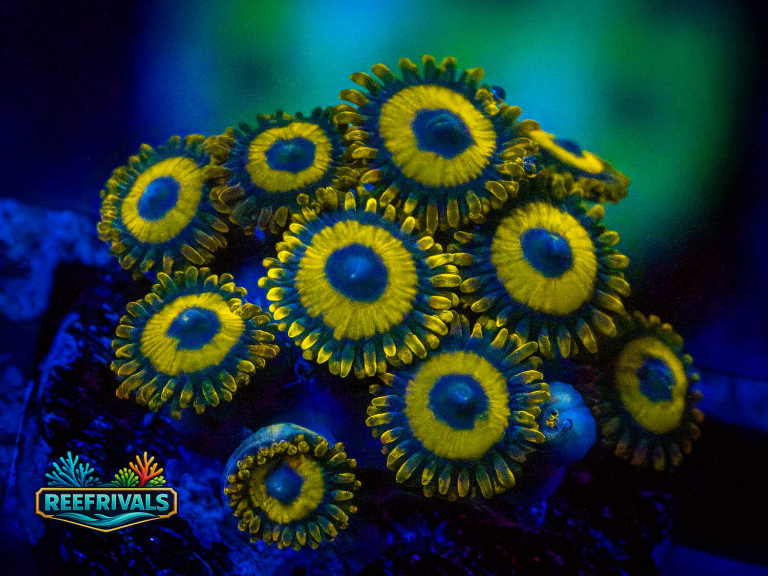 WWC Lakers Zoa WYSIWYG coral image | ReefRivals WWC Lakers Zoa coral image from ReefRivals, listed as Zoanthus sp. and Zoas
