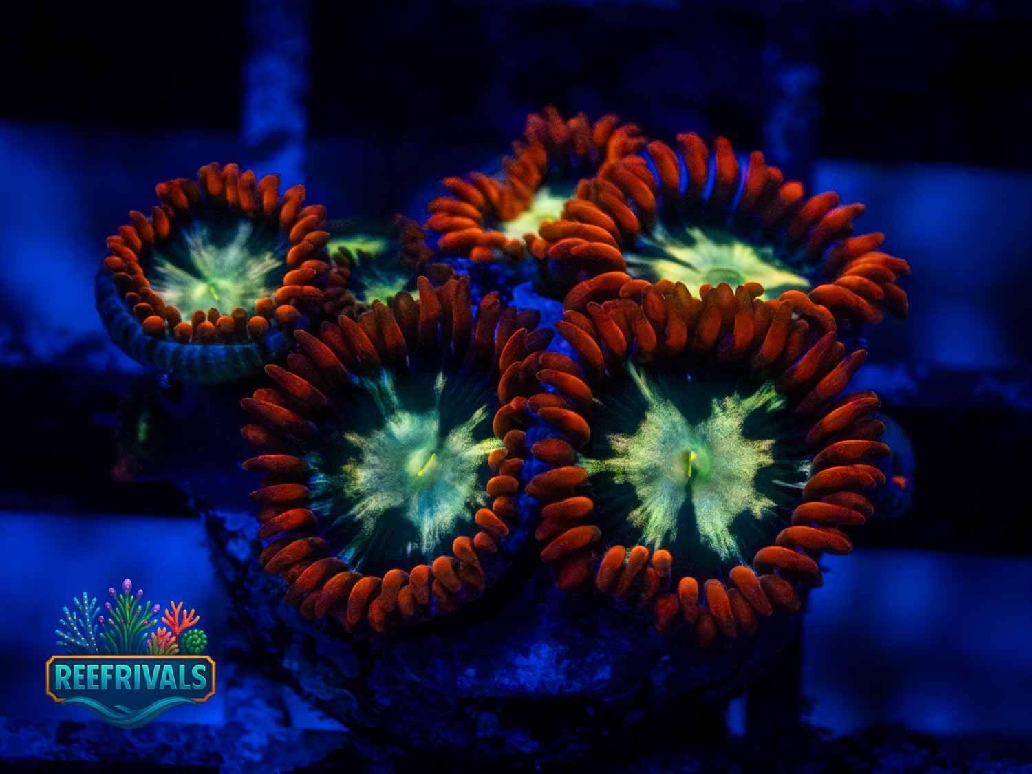 WWC Alpha Omega Zoa WYSIWYG coral image | ReefRivals WWC Alpha Omega Zoa coral image from ReefRivals, listed as Zoanthus sp. and Zoas