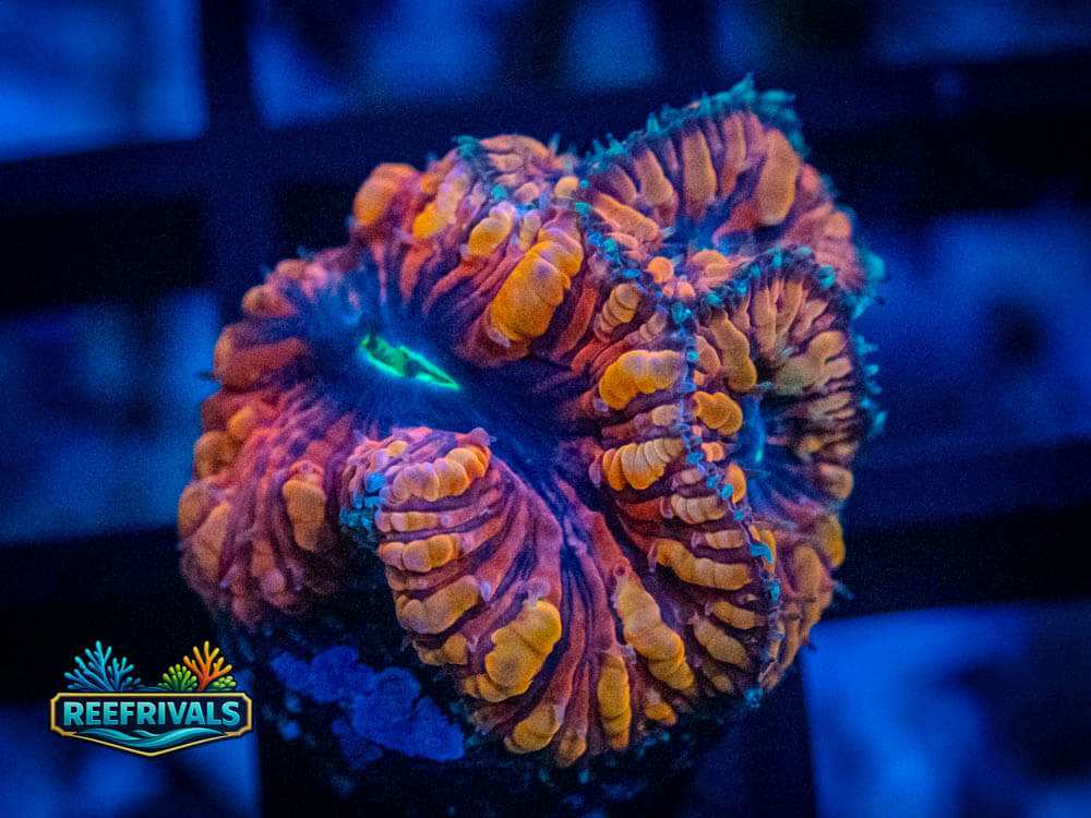 RVL Black Widow Blasto WYSIWYG coral image | ReefRivals RVL Black Widow Blasto coral image from ReefRivals, listed as Blastomussa vivida and LPS Fleshy