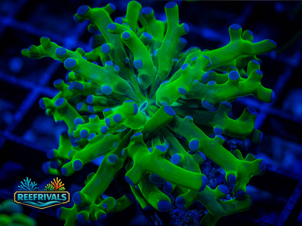 ARC Bi-Color Frogspawn coral image from ReefRivals, listed as Fimbriaphyllia paradivisa and Frogspawn