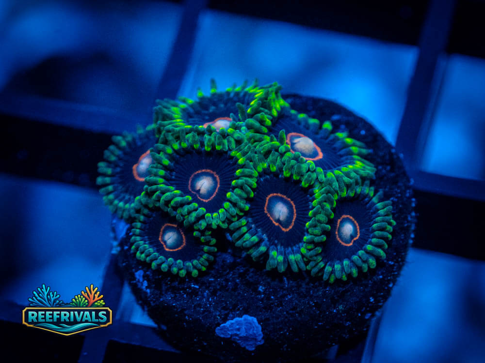 CB King Jawbreaker Hornets WYSIWYG coral image | ReefRivals CB King Jawbreaker Hornets coral image from ReefRivals, listed as Zoanthus sp. and Zoas