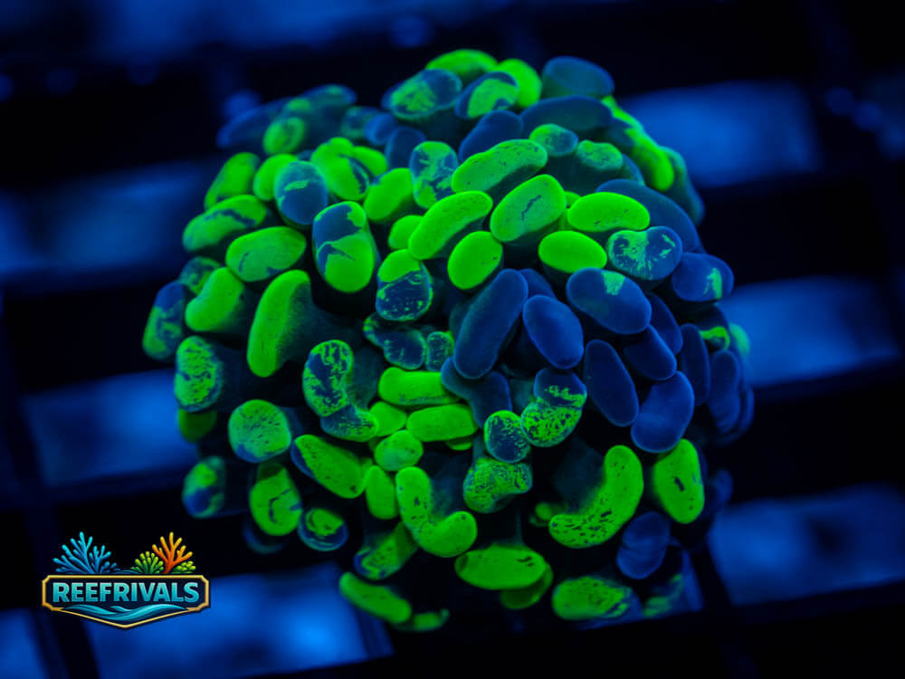 ECC Toxic Splash Hammer WYSIWYG coral image | ReefRivals ECC Toxic Splash Hammer coral image from ReefRivals, listed as Euphyllia ancora and Hammers