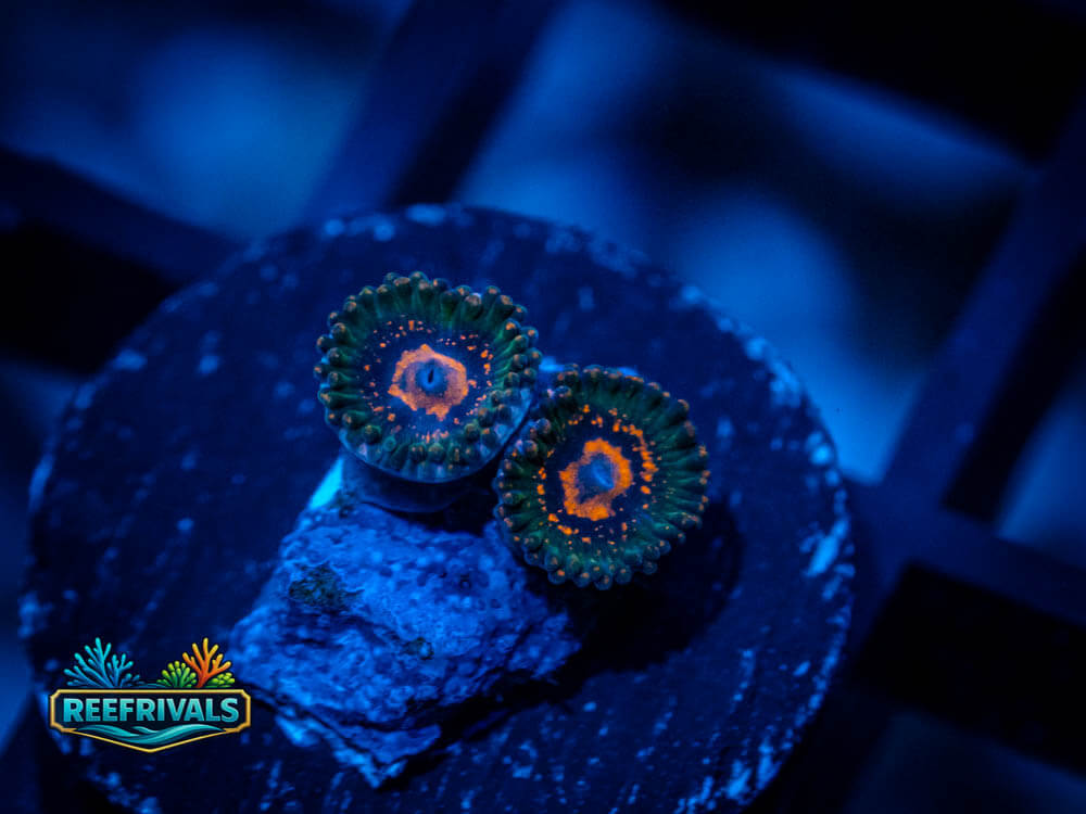 JF Azz Krak Zoa WYSIWYG coral image | ReefRivals JF Azz Krak Zoa coral image from ReefRivals, listed as Zoanthus sp. and Zoas