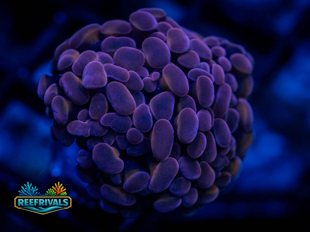 RVL Purple Cosmos Hammer WYSIWYG coral image | ReefRivals RVL Purple Cosmos Hammer coral image from ReefRivals, listed as Euphyllia ancora and Hammers