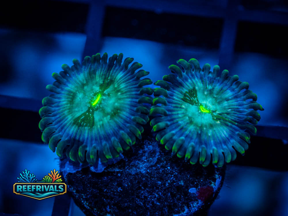 WWC Hawaiian PE Zoa coral image from ReefRivals, listed as Zoanthus sp. and Zoas