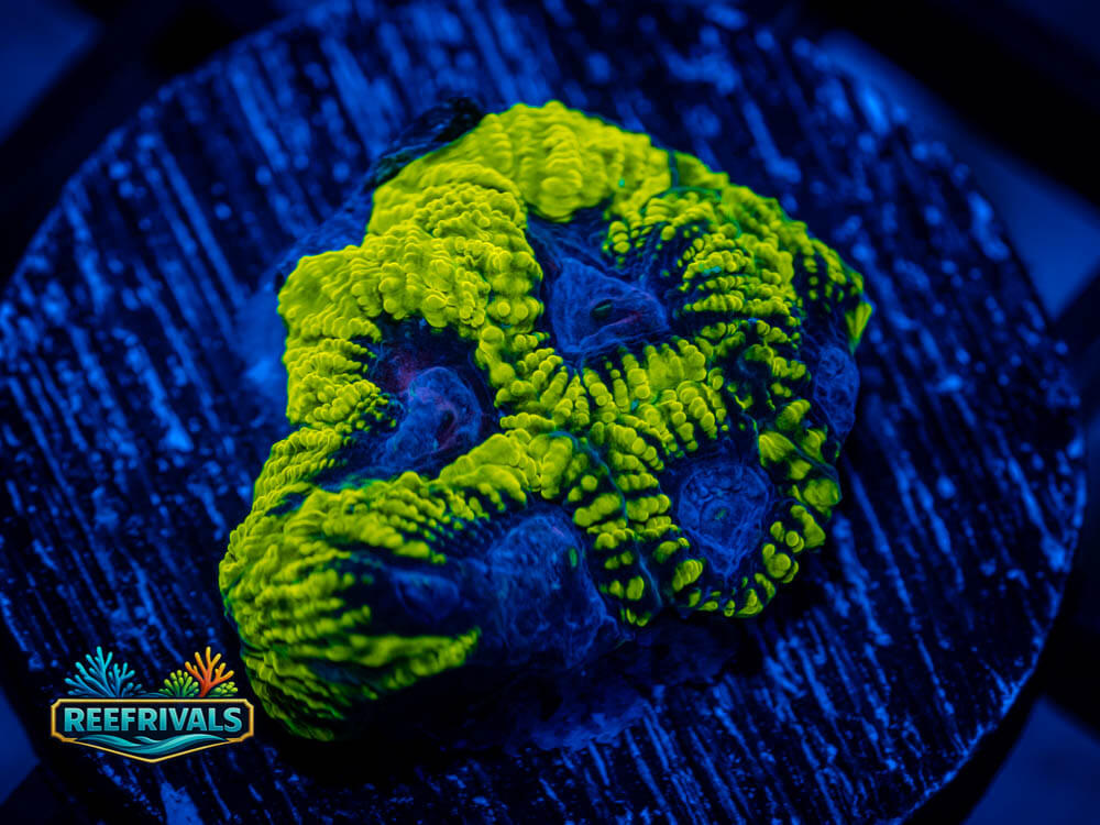 RVL Raptor's Peace Favia coral image from ReefRivals, listed as Favia sp. and Favias