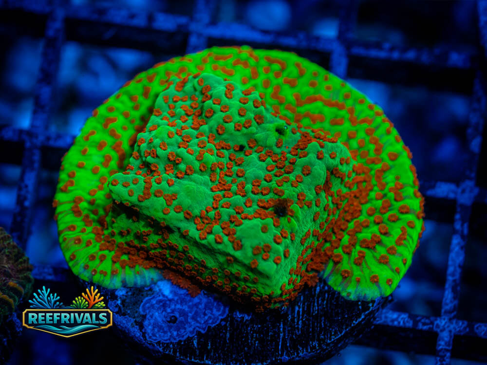 Season's Greetings Chalice WYSIWYG coral image | ReefRivals Season's Greetings Chalice coral image from ReefRivals, listed as Echinophyllia sp. and Chalices