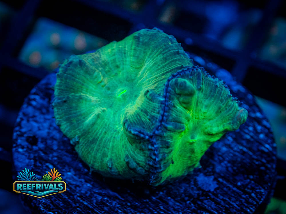RVL Dumbo Blasto coral image from ReefRivals, listed as Blastomussa wellsi and LPS Fleshy