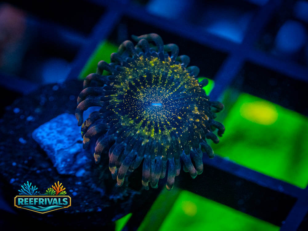 ECC Pandora Zoa coral image from ReefRivals, listed as Zoanthus sp. and Zoas
