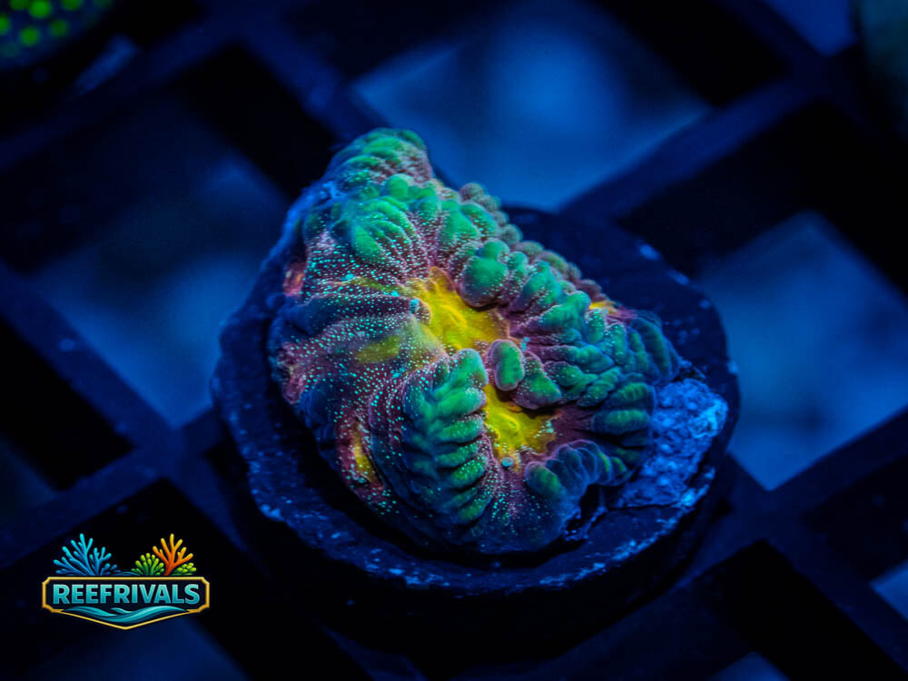 ECC Multi-Dimensional Favia WYSIWYG coral image | ReefRivals ECC Multi-Dimensional Favia coral image from ReefRivals, listed as Favia sp. and Favias