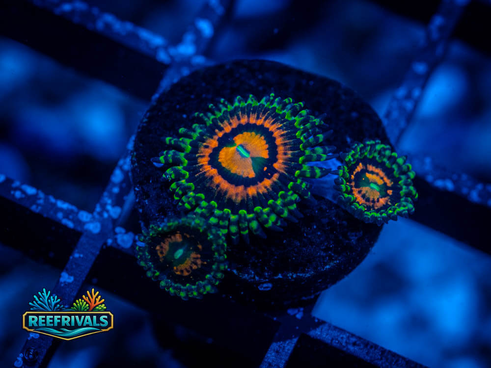 TSA Rainbow Incinerator Zoa WYSIWYG coral image | ReefRivals TSA Rainbow Incinerator Zoa coral image from ReefRivals, listed as Zoanthus sp. and Zoas