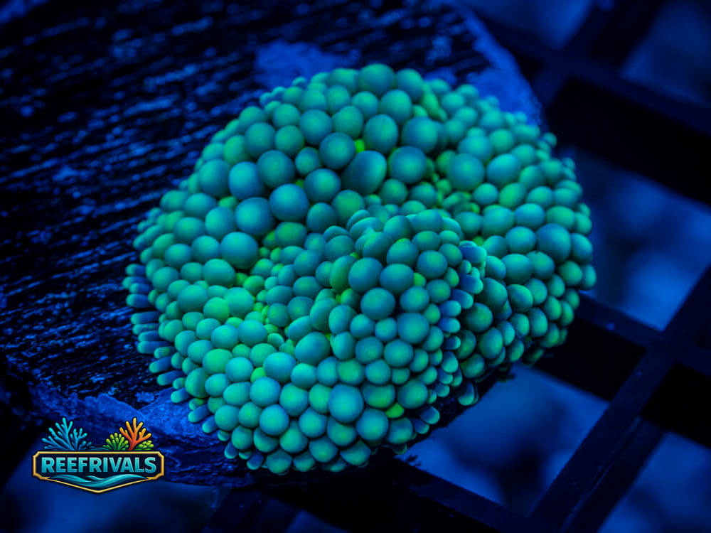 Blue/Green Florida Ricordia WYSIWYG coral image | ReefRivals Blue/Green Florida Ricordia coral image from ReefRivals, listed as Ricordea florida and Mushrooms