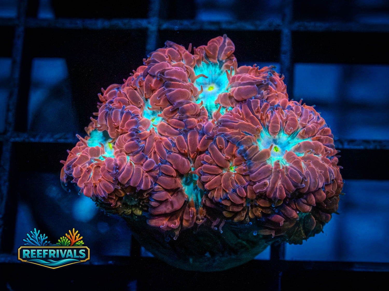 Blue Raven Blasto coral image from ReefRivals, listed as Blastomussa merletti and LPS Branching