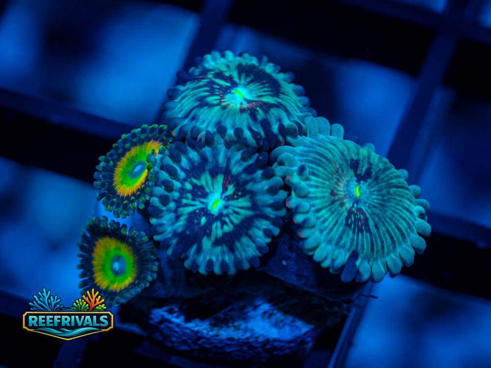 Confused Hawaiian PE Combo WYSIWYG coral image | ReefRivals Confused Hawaiian PE Combo coral image from ReefRivals, listed as Zoanthus sp. and Zoas