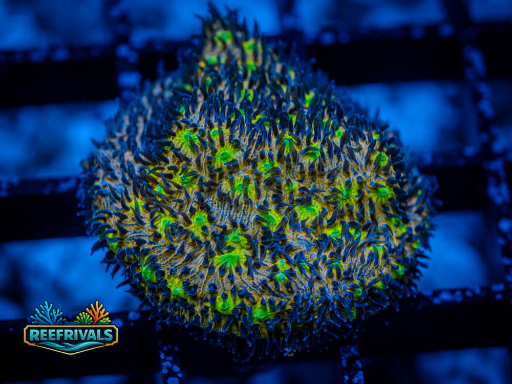 RVL Green Eyed Girl Leptastrea coral image from ReefRivals, listed as Leptastrea sp. and Encrusting