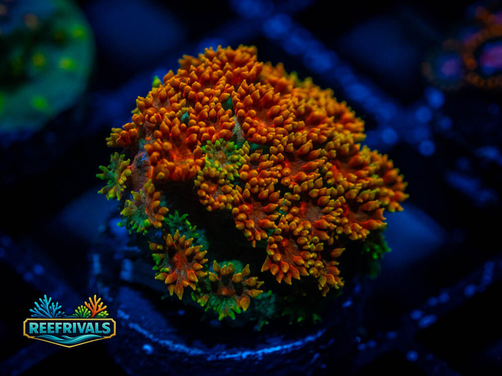 ECC Sunflower Shorty Goni WYSIWYG coral image | ReefRivals ECC Sunflower Shorty Goni coral image from ReefRivals, listed as Goniopora sp. and Gonis