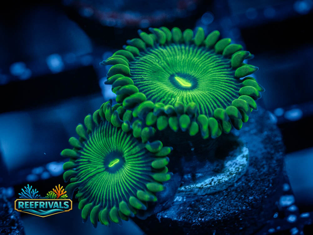 ECC Grouchy Green Zoa WYSIWYG coral image | ReefRivals ECC Grouchy Green Zoa coral image from ReefRivals, listed as Zoanthus sp. and Zoas