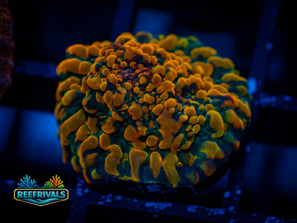 CC Cloudberries Chalice WYSIWYG coral image | ReefRivals CC Cloudberries Chalice coral image from ReefRivals, listed as Echinophyllia sp. and Chalices