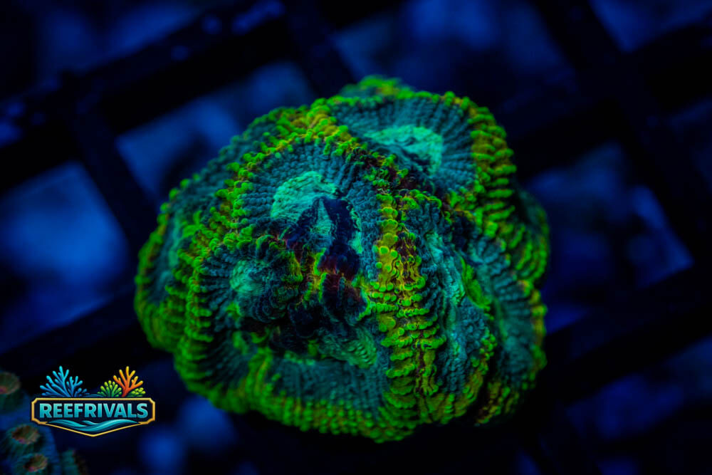 RVL Corrupted Submarine Favia WYSIWYG coral image | ReefRivals RVL Corrupted Submarine Favia coral image from ReefRivals, listed as Favia sp. and Favias