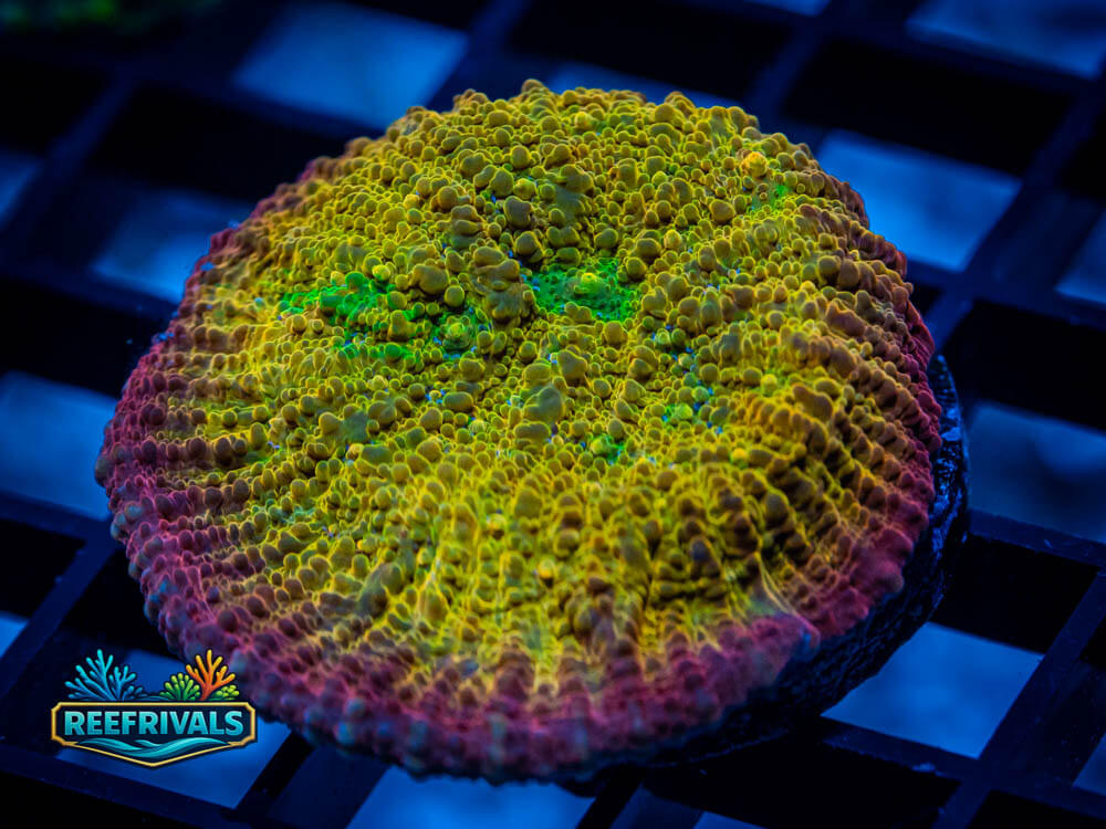 ECC Ludicrous Chalice coral image from ReefRivals, listed as Oxypora sp. and Chalices