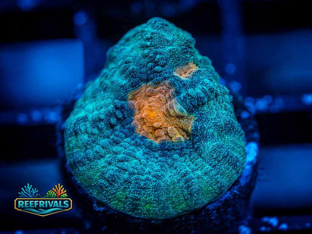 ECC Cobra Eye Chalice coral image from ReefRivals, listed as Mycedium sp. and Chalices
